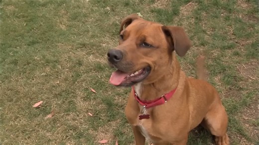 Can Cesar Millan save this Ridgeback mix?