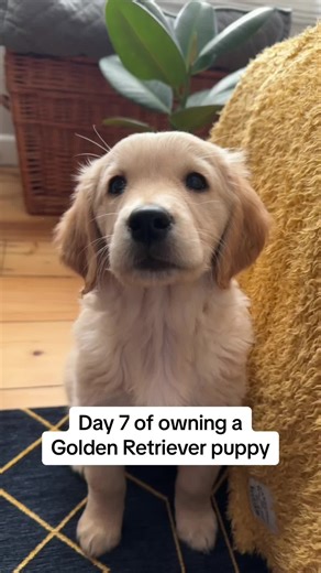 One Week of Owning a Golden Retriever Puppy | Day 7 Highlights