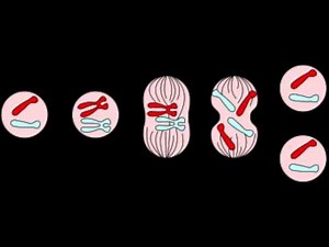 Explication de la division cellulaire, la mitose et la cytocinèse