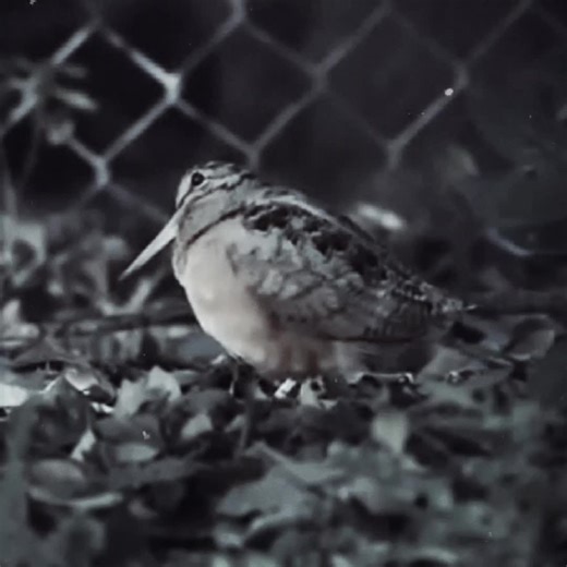 American Woodcock Behavior Explained