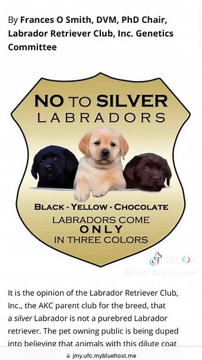 Silver Labradors: Facts vs Opinions Explored