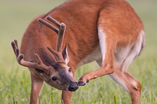 Deer Hooves: What They're Made From, and How They Predict Health