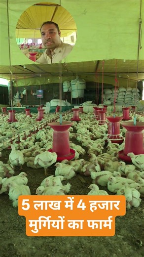 #poultry #chicken #top #poultryfarm #low #birds #farm #agriculture #poultryfarming #suguna #poultryb
