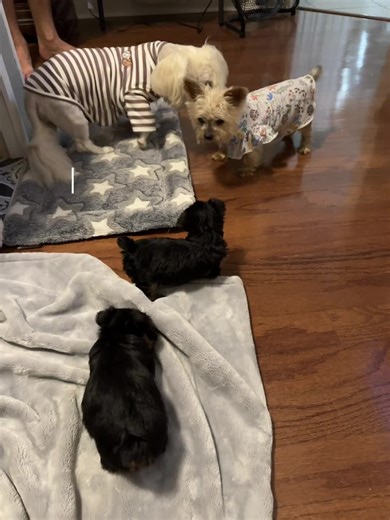 Embracing the Manypaws Era of Pet Collection