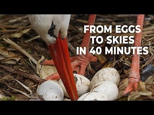 The Entire Life of Young Storks in 40 Minutes: From Nesting to First Flights