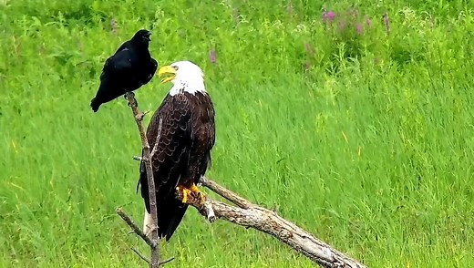 The Eagle and the Raven - Please help describe this amazingly bizarre interaction! | explore.org