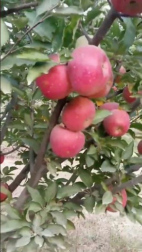 Fresh Red Apples Right Off The Tree 🍎 | Relaxing Apple Orchard View|Natural beauty #appletree #apple