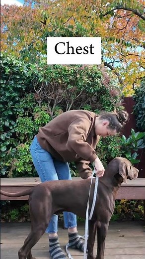 How to measure your dog