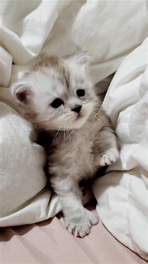 CoonMoonlight Unique 🥰 | CoonMoonlight élevage de Maine Coon