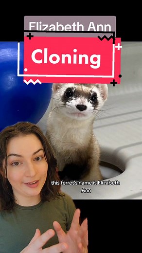 Elizabeth Ann: The First Cloned Black-Footed Ferret in North America