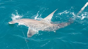 Local researchers are tracking sharks to help learn about and preserve the species