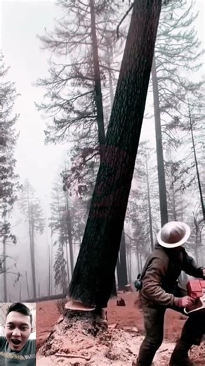 Amazing Tree Falling Action | Big Tree Cutting