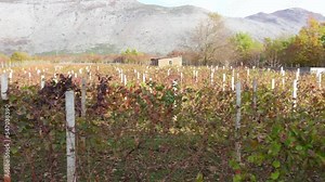 Landscape with vineyards, outbuildings next to sidehill mountain. Winery tour, gastrotourism, enotourism. Many rows of vines in even rows. Ampelography, craft wine technologyvin, vin de garage