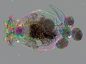 Could Rotifers be the Next Great Laboratory Model? | Genetics And Genomics