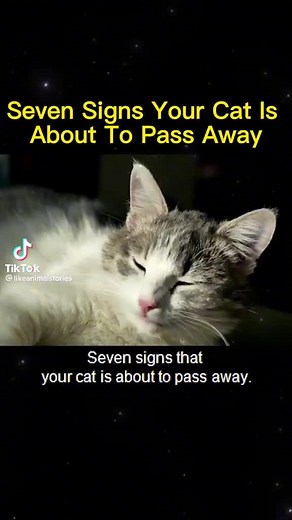 7 Signs Your Cat Is About to Pass Away - Recognizing the Signs of a Dying Cat