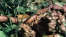 NOVA | Decomposers | PBS LearningMedia