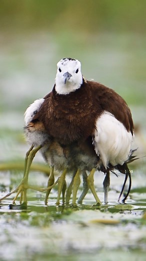 Jacana Bird Hiding its Chicks under wings Wincent vwCB9 #bird #nature #wildlife | HAWI Studios