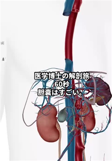 胆嚢の役割と健康への影響