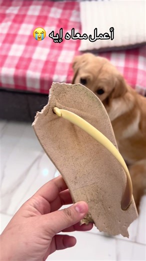 Things My Golden Retriever Destroyed: Episode 2