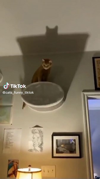 Batcat 🦇 #batcat #batman #catsoftiktok #catsvideo #animalsoftiktok #cats #catsofinstagram