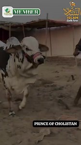 2.4K views · 65 reactions | ALHAMDULILLAH RECORD BREAKING NEWS ...