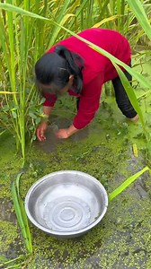 1.6M views · 10K reactions | Fresh water fish catching with trap #fishing #shorts #fisherman #angling #bassfishing #catchoftheday #outdoors #fishinglife #hunting #nature #fish #adventure #bait #fishermanlife #anglinglife #water #boat #fishingtrip #fishingday #fishingfun | SM Fishing | Facebook