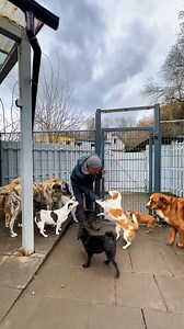 Der Hund ist dein Spiegel – er zeigt dir, was du ausstrahlst.✨🐶 Viele fragen mich: „Warum springt mein Hund mich zur Begrüßung an?“ Die Antwort ist einfach: Weil du ihn dazu einlädst. Im ersten Teil des Videos bin ich energiegeladen – die Hunde reagieren mit Aufregung und springen mich an. Im zweiten Teil betrete ich das Revier ruhig und klar – und plötzlich sind auch sie entspannt. Unsere Hunde reagieren auf uns! Nicht der Hund entscheidet, wie die Begrüßung abläuft – sondern wir. Unsere Energ