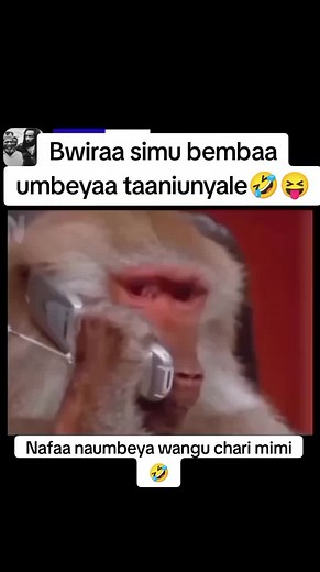 Monkey Engages in Hilarious Phone Call Interaction