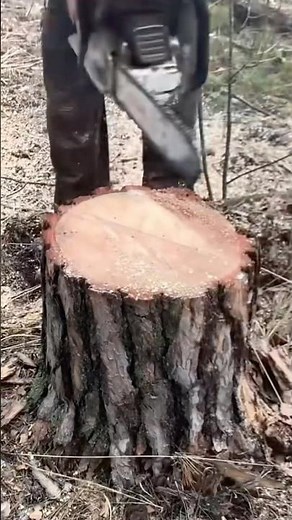Genius Tree Stump Trick! 😲 (@lisoryb24)
