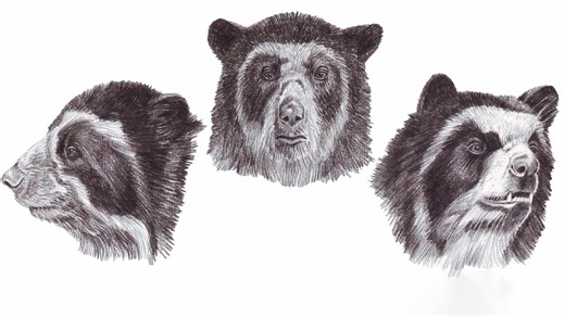 Master the art of drawing a wolf head from different views like a pro