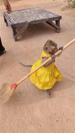 Shally the monkey helps her mom by sweeping #animal #monkey #shally #funny #yaya #cute #babymonkey