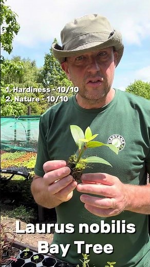 Dartana Plants growing guide to Laurus nobilis