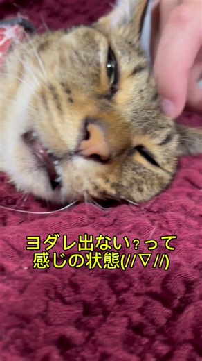 キジトラの保護猫がやってきた1098( ´∀｀)生後０日赤ちゃん猫緊急保護！はちわれも仲間入り！茶白も仲間入り！茶トラも仲間入り#生後０日#子猫#保護猫#猫#へそ