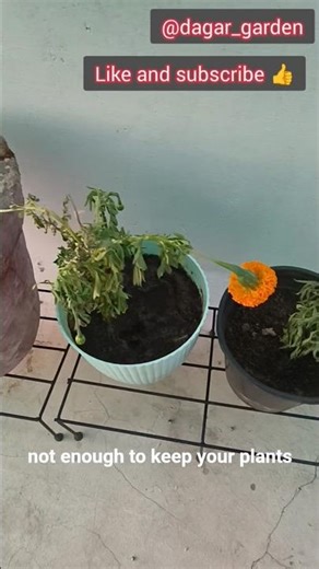 Summer Heat vs Your Plants 🌞🔥