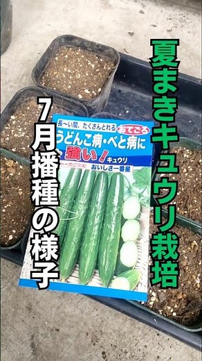 【家庭菜園】夏秋キュウリの育て方 夏にもまける果菜類 #家庭菜園 #農業#shorts #キュウリの育て方