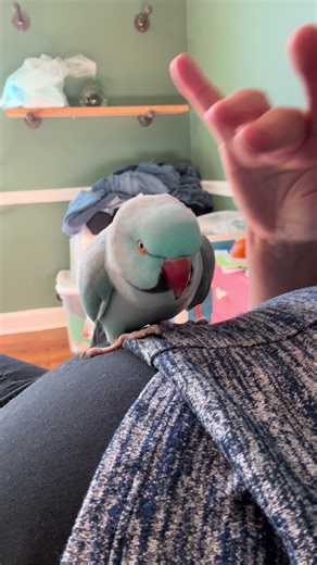 Meet Bobo: The Talking Indian Ringneck Parrot