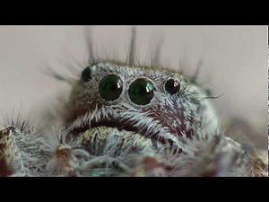 Jumping Spider Got Cute