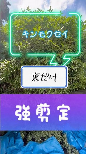 【金木犀】表と裏で剪定の仕方を変えて綺麗にする#キンモクセイ #庭師のVlog