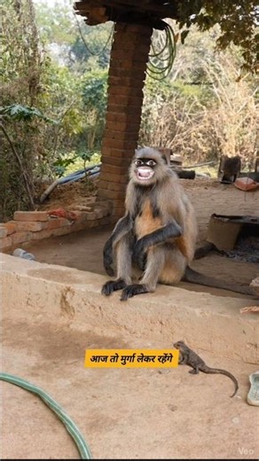 आज तो मुर्गा लेकर रहेंगे #funny #thetharpuns #shilpisaroja #comedy