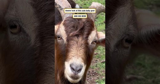 Awww look at this cute baby goat