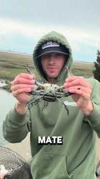 Blue Crab Fun Facts (New) #bluecrab #blueclaw #crabs #crab #seafood #marvel #batman #predator