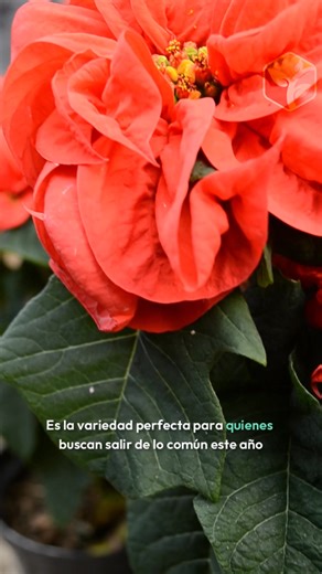 🌀 ¿Una Nochebuena con rizos? ¡Sí existe y es hermosa! 🤩 En Chinampa nos encanta sorprenderte con las maravillas de la naturaleza. 👇 Conoce la Nochebuena Rehilete, una variedad única con pétalos rizados que le dan una textura y volumen espectacular a tu decoración. 🌿 Rompe con lo tradicional y dale un toque súper original, elegante y divertido a tu mesa este año. ¡Será la protagonista de la cena! 🌸 ¿Te enamoraste de su forma? Ya las tenemos listas para ir a tu hogar. 👉 Pídelas antes de que 