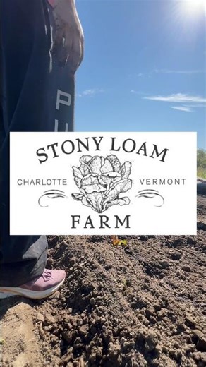 Lettuce transplanting process! #planting #tractor #produce #farm