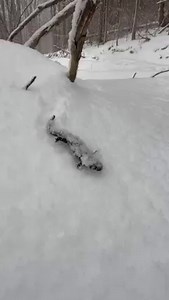 You’ve been spotted…salamander! 🦎 This Spotted Salamander (Ambystoma maculatum) was found making a trek through the snowy Shindagin Hollow State Forest. While winter movement is unusual, the mild weather and rains of mid-March are likely to have fooled the salamander into an early emergence…right smack into the snow. This may also have occurred if there was a disturbance to the salamander’s overwinter site. Although rarely seen because of their secretive habits, spotted salamanders are actually