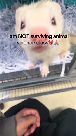 Surviving Animal Science Class with Ferrets