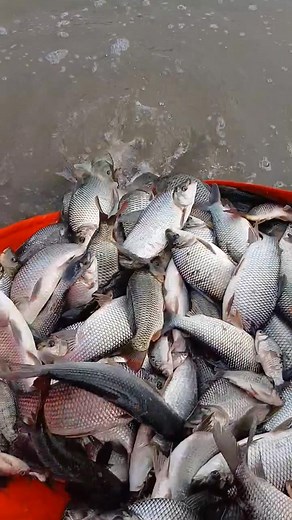 Hôm nay, con phóng sinh 1 tạ các vị cá chép, cá vược, cá diếc. Con xin SÁM HỐI, xin các chư vị Thiên Thiện Thần tha lỗi cho Con và toàn dân trên thế giới cũng như cõi này. Bởi vì ngu si vô minh, ngạo mạn, mạo phạm khiến Chư Thiên nổi giận Từ vùng núi tới đồng bằng, từ miền Bắc tới Miền Trung đâu cũng ngấn chìm tang tóc NAM MÔ CẦU SÁM HỐI BỒ TÁT MA HA TÁT | Đào Thị Vân