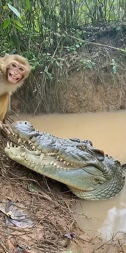 Monkey Laughs at Crocodile… But Karma Hits Back Instantly!