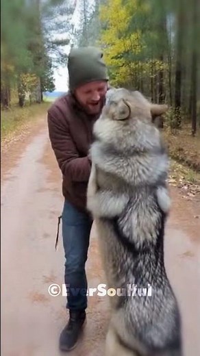 This Wolfhound Missed His Human So Much ❤️