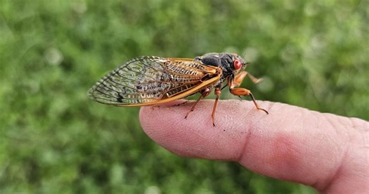 Louisville's cicada takeover is an 'amazing phenomenon,' UofL professor says