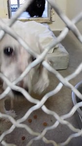 She is super cute and gentle and this sweet girl needs some help. Please take a look at this beauty and SHARE. Thanks! #A4759741 I'm an approximately 3 year old female poodle min. I am spayed. I have been at the Carson Animal Care Center since September 24, 2014. I will be available on September 28, 2014. You can visit me at my temporary home at C207. http://www.petharbor.com/pet.asp?uaid=LACO1.A4759741 Carson Shelter, Gardena, California 216 Victoria Street, Gardena, California 310.523.9566, M-